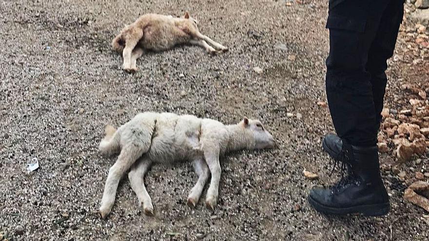 Un vecino de Pòrtol denuncia que unos perros han matado a numerosos animales en su finca