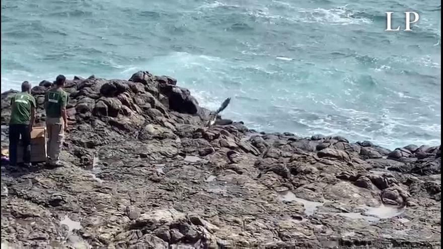 El Cabildo libera un alcatraz atlántico que llegó a Gran Canaria a bordo de un barco