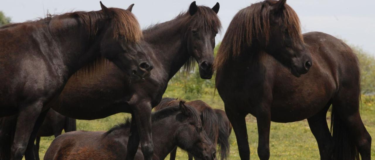 ASTURCONES, EN UNA FINCA DE DEVA