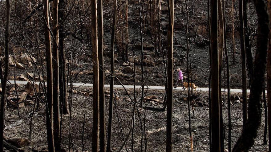 Primer detenido por los incendios que arrasaron parte de Galicia