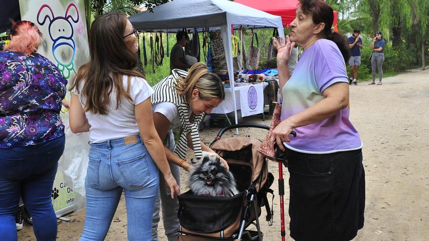 Feria de la adopción animal en Elche: En busca del mejor hogar