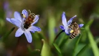 Cambio climático y pesticidas, cóctel mortal para las abejas