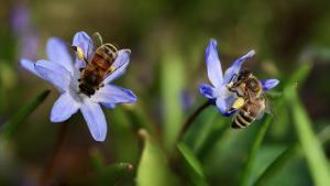 Abejas de la miel.