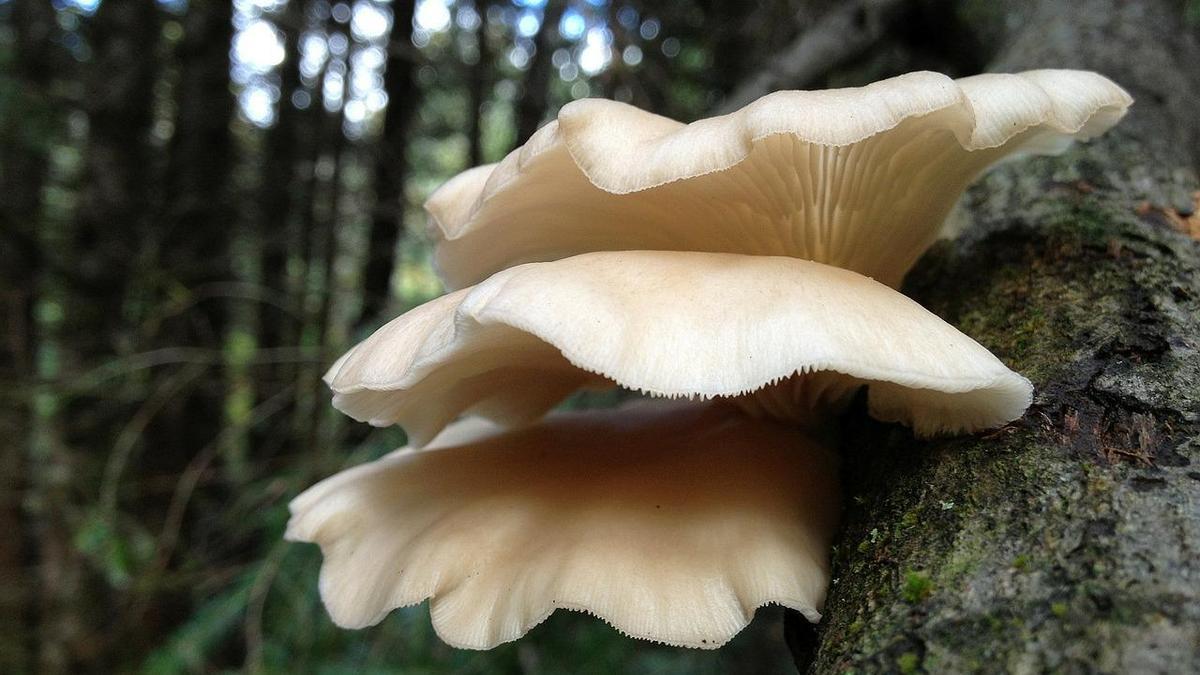 Hongos en el tronco de un árbol