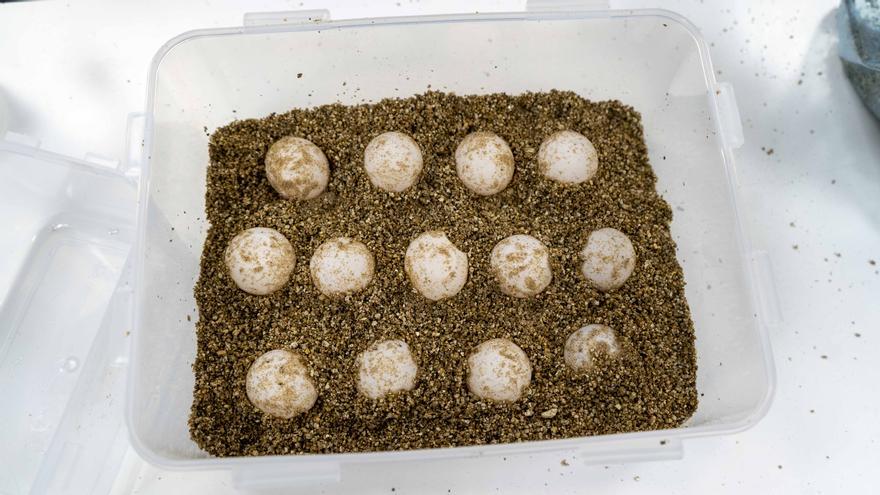 Una tortuga marina vuelve a Dénia para desovar otros 85 huevos