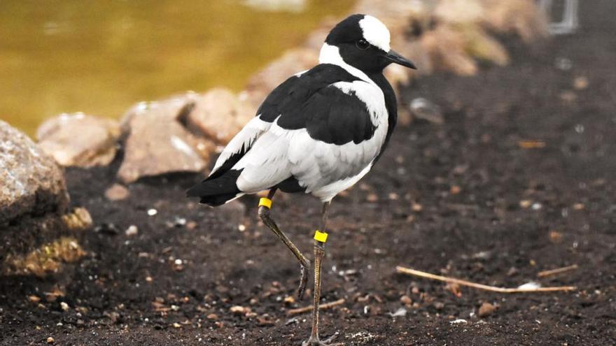 Gamberrada en el zoo de Barcelona: abren jaulas y se escapan varios pájaros