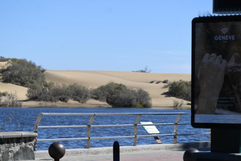 Acumulación de mosquitos en la Charca de Maspalomas