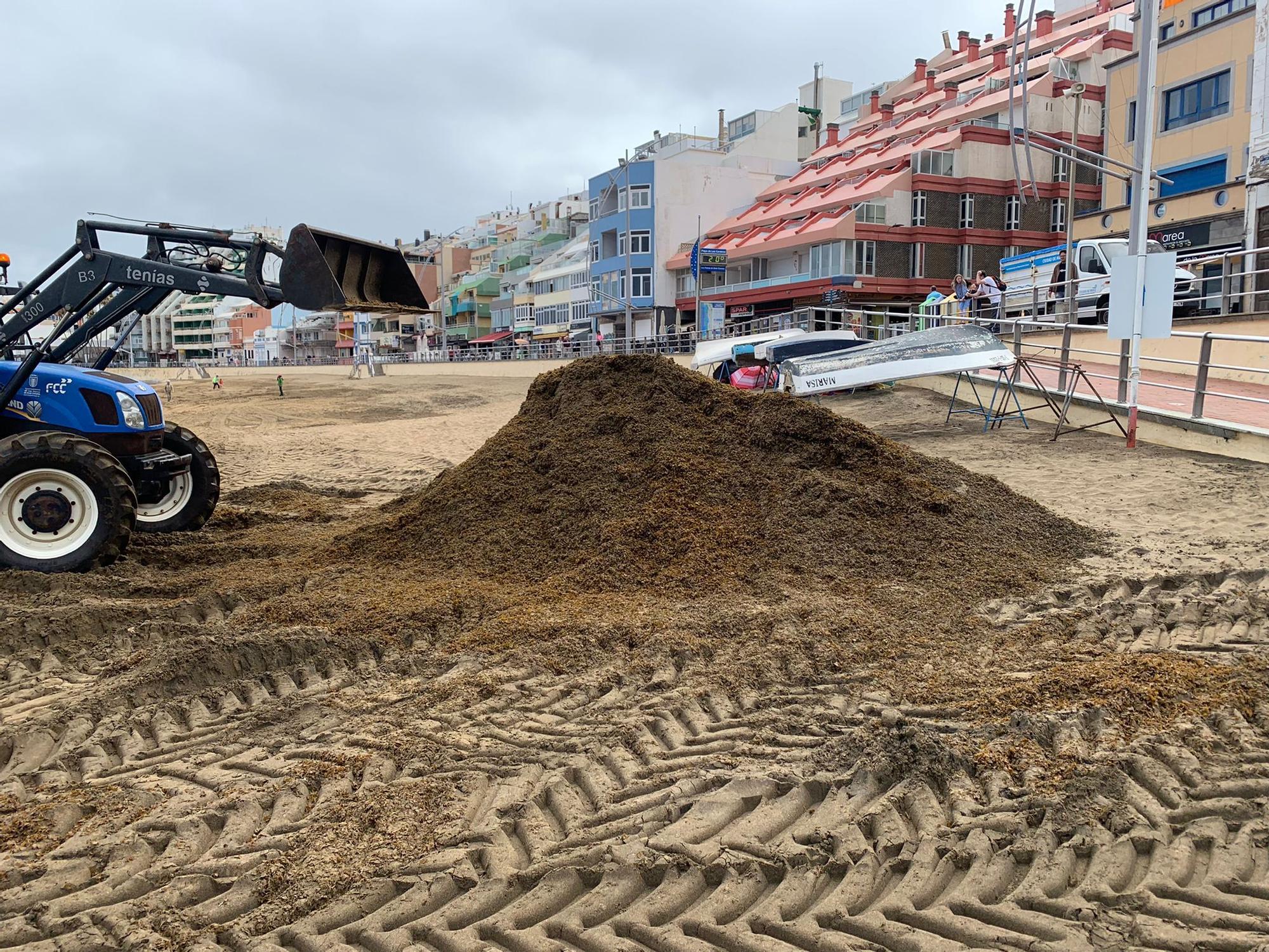 Retirada de seba en Las Canteras