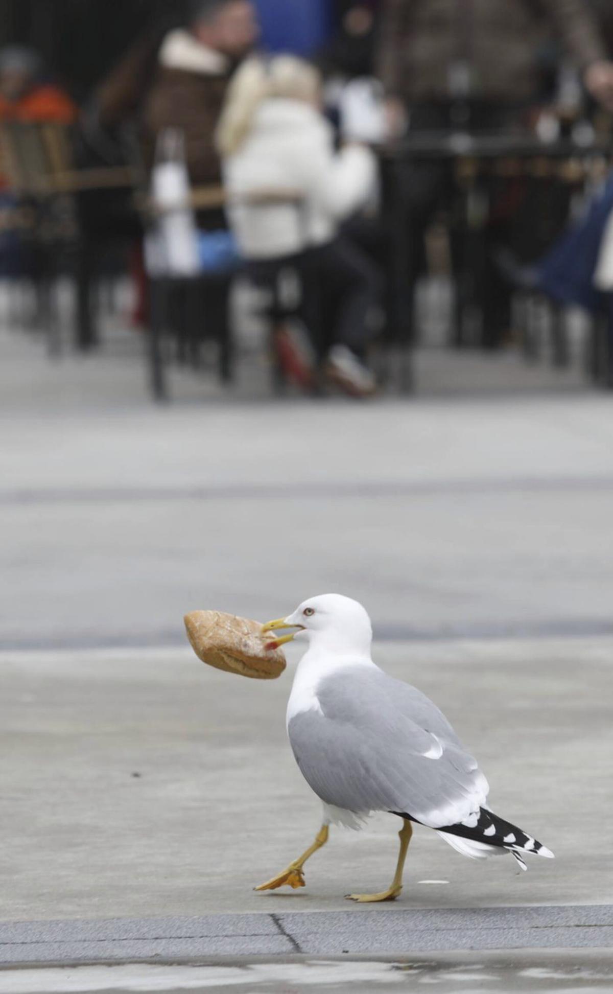 Una gaviota con un pan del tamaño de un pincho en el pico, en Avilés.  | MARA VILLAMUZA