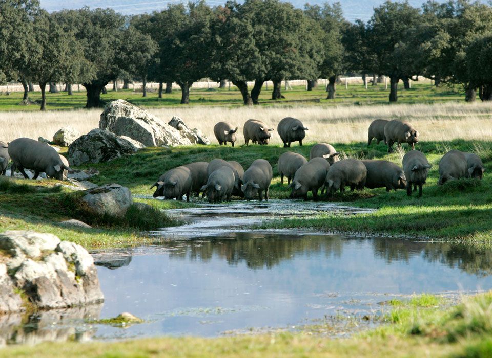 Cerdos ibéricos durante la montanera.