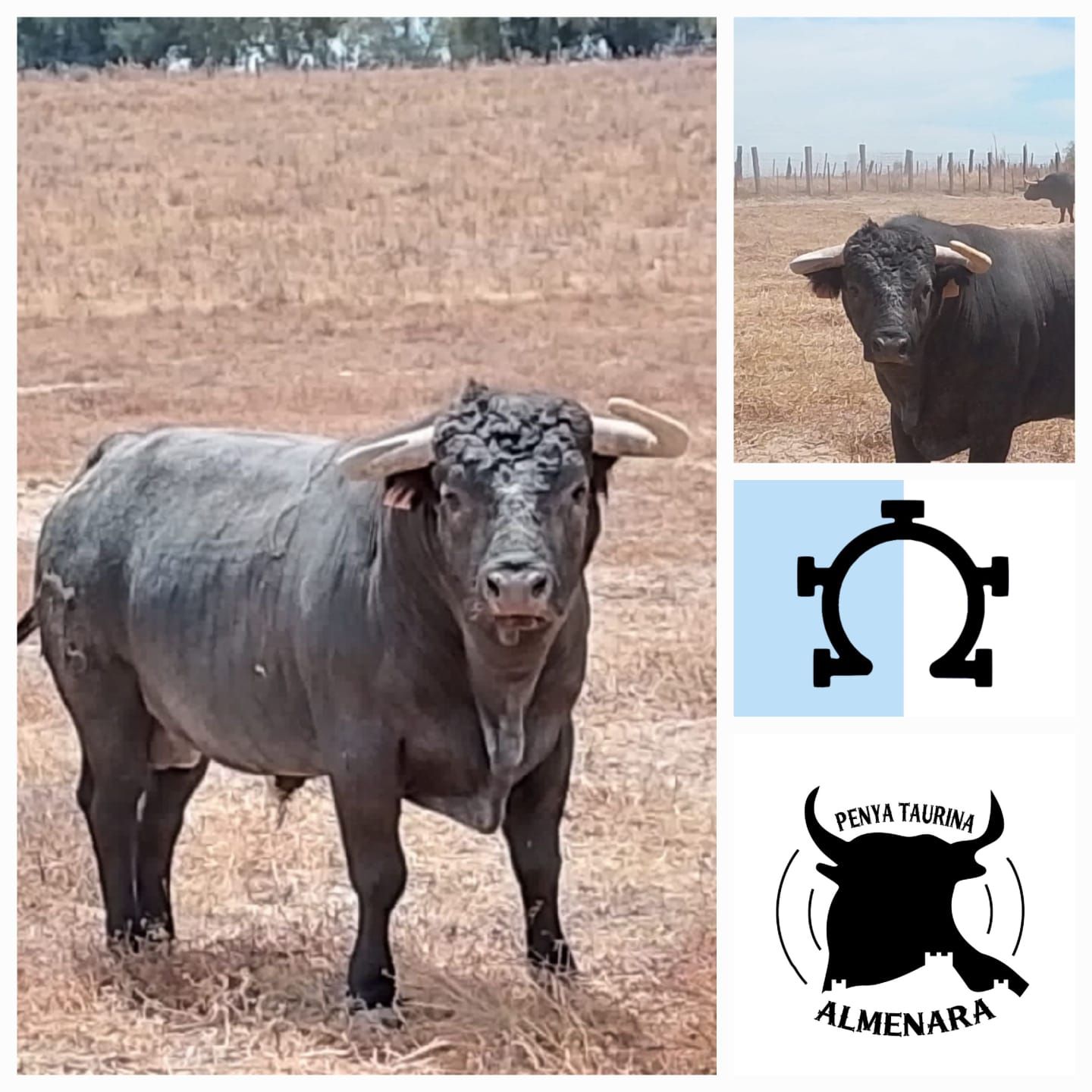 Las fotos de los 12 toros que exhibirá Almenara en sus fiestas patronales