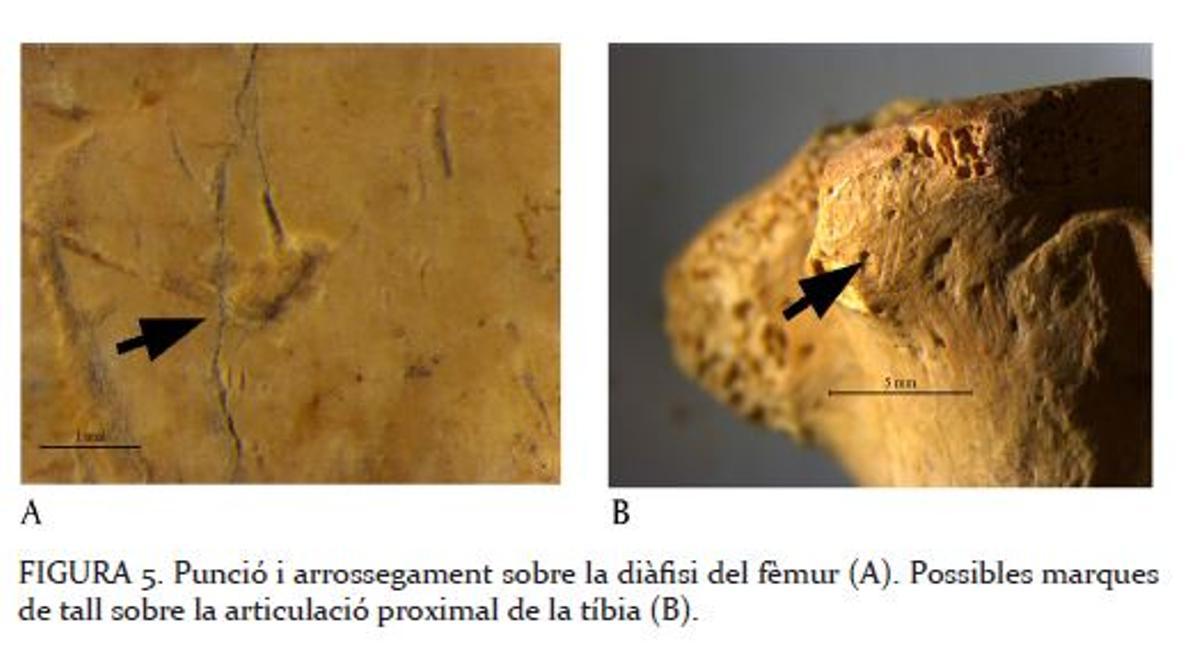 Detalle del fémur de la nutria hallada en la Cova Negra, publicado en el estudio.