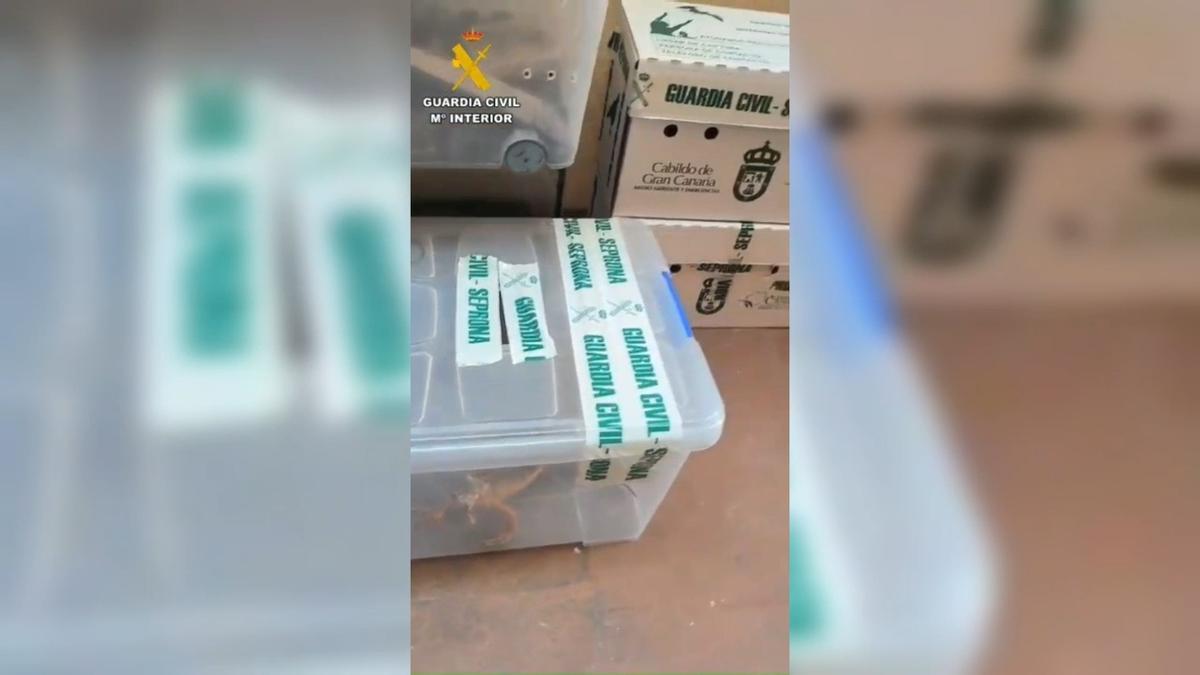 Incautados 19 reptiles y anfibios vivos en una vivienda en Santa Brígida, en Gran Canaria