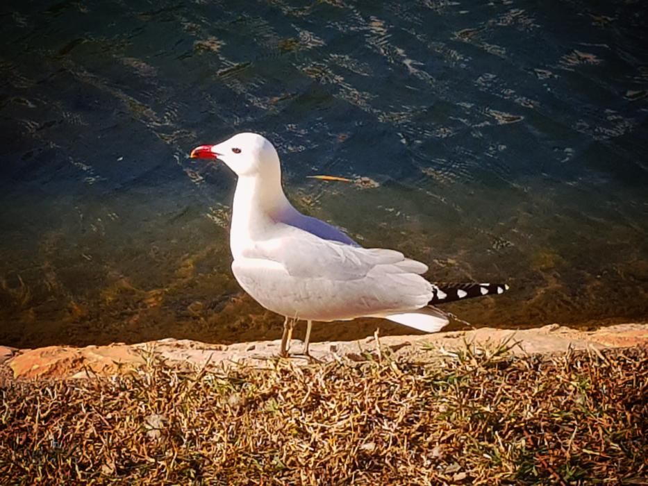 Ocell. Aquesta gavina observa i es relaxa tranquil·lament vora l'aigua del llac.