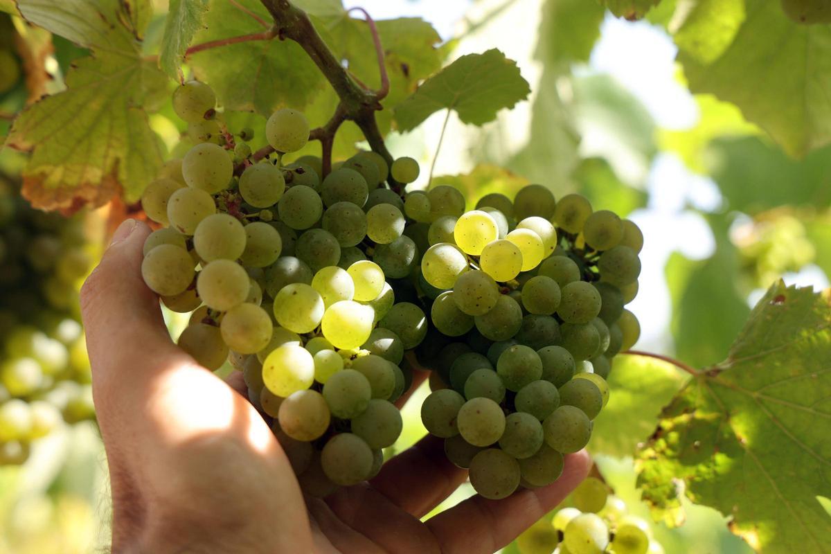Uva de albariño en un precio de la comarca en el día de ayer.