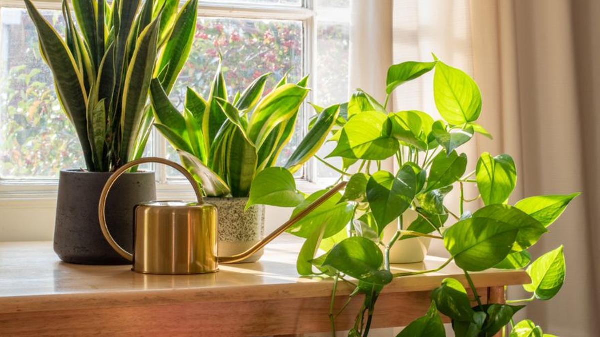 Las plantas de interior que más alegran tu hogar.