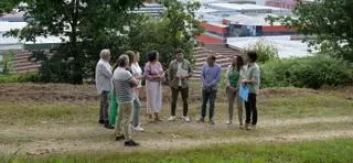 Un bosque autóctono en el polígono de Bergondo