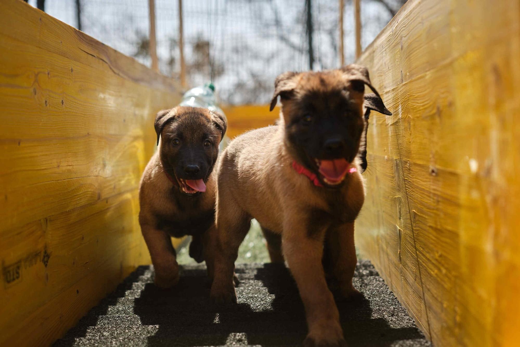 Estos son los nuevos cachorros de la Unidad Canina de la Policía Local de Santa Cruz