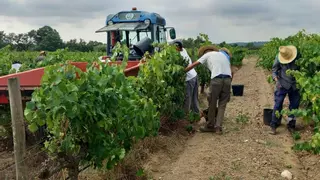 L'Empordà inicia la verema pendent dels efectes de la llei Trump: "Ens afectarà a nivell de vendes"