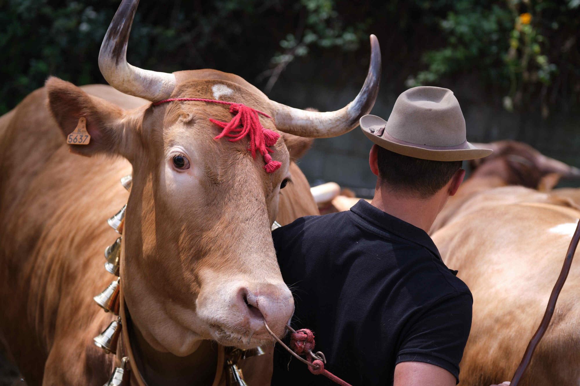 Feria de ganado en el Rosario