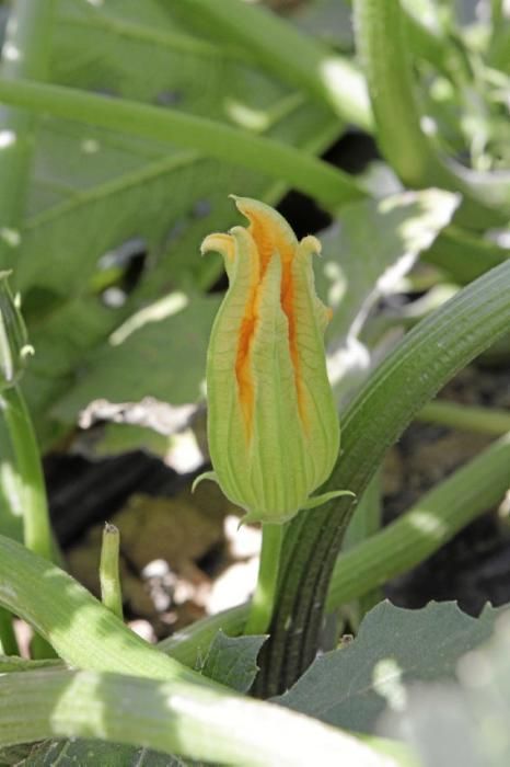 Mit den tiefgrünen Zucchini der Sorte carbassó negre beliefert die Familie Pascual Supermärkte und Gemüseläden der Insel. Die geöffneten Blüten sind für den Gourmet-Markt bestimmt, wie auch das zarte Baby-Format der Frucht.