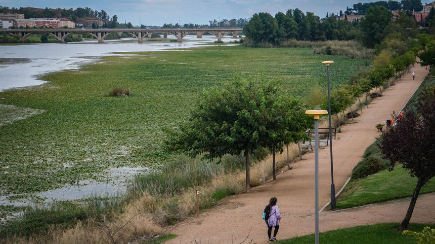 La CHG encarga a Tragsa la primera fase del plan contra el nenúfar en el Guadiana en Badajoz