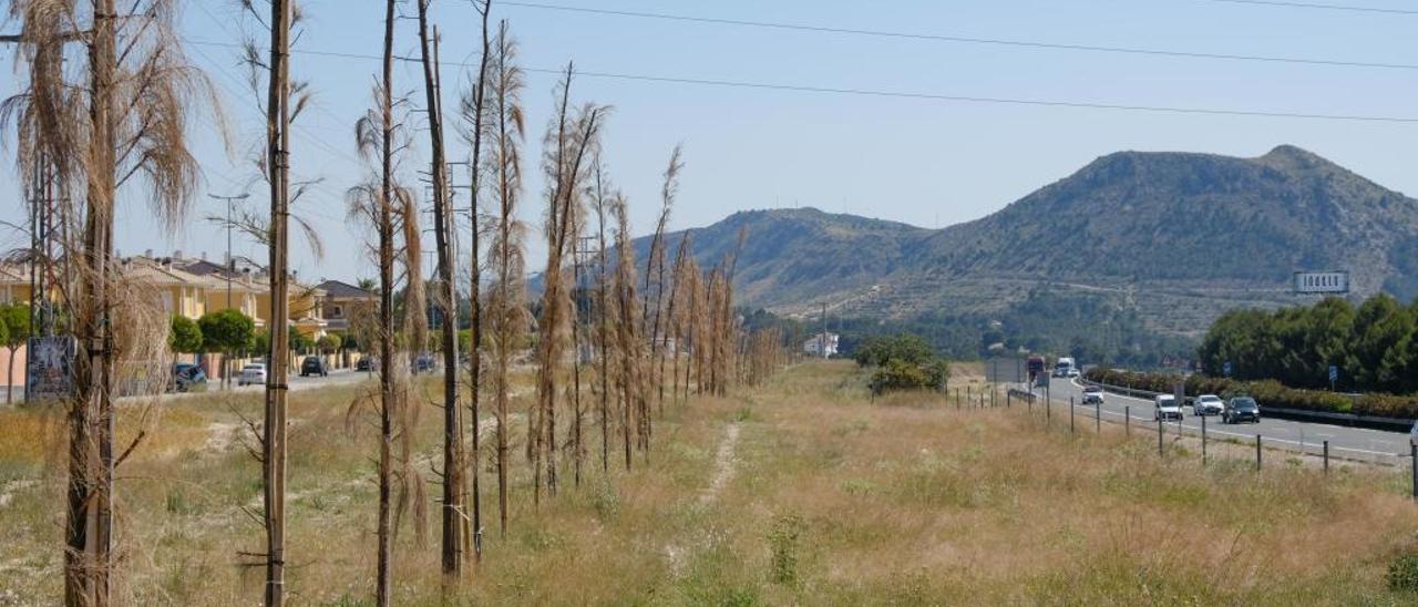 El Ayuntamiento ha creado un cinturón vegetal en Salinetas para minimizar el impacto sonoro de la A-31.