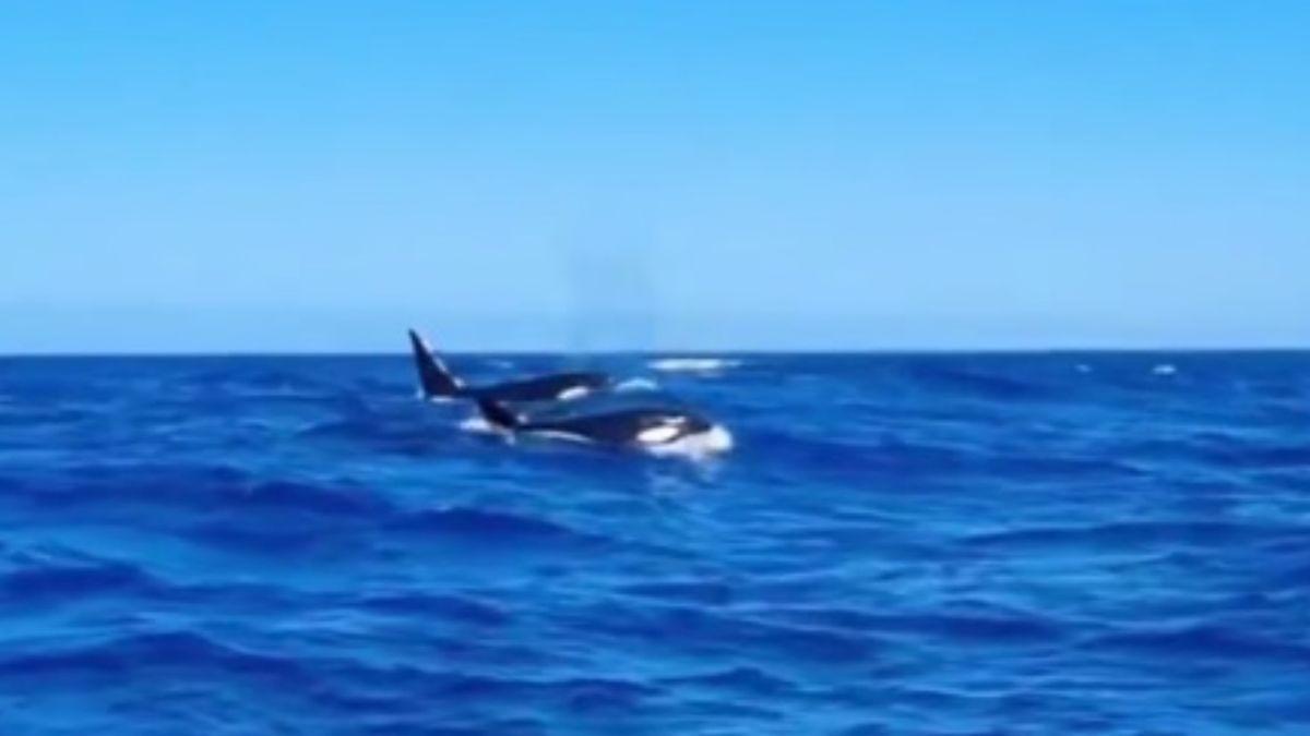 El mágico encuentro con unas orcas en Fuerteventura