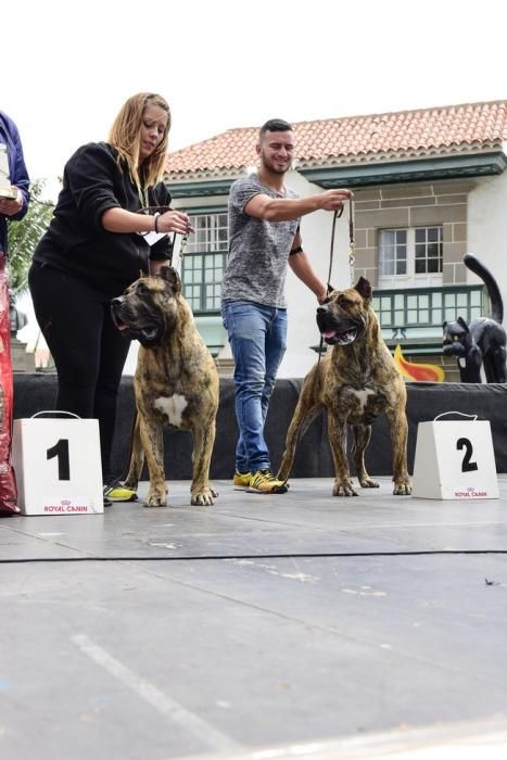 Celebración del I Certamen Nacional de perro ...