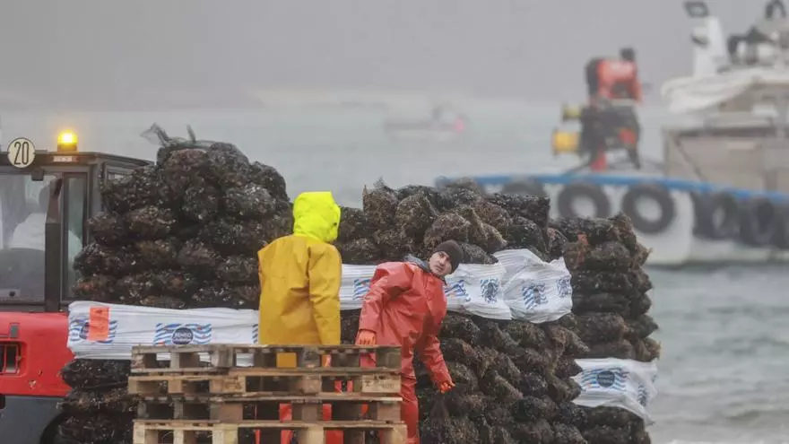 Un desove de mejillón inusualmente prematuro amenaza a los bateeiros