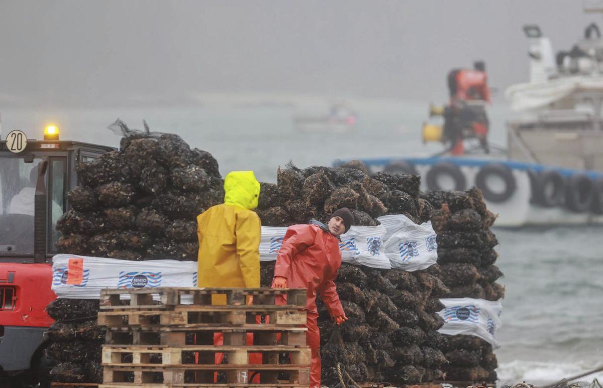 Las descargas de mejillón se ven ahora alteradas por el prematuro desove. | IÑAKI ABELLA