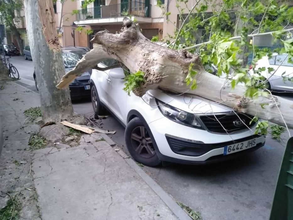 El temporal de viento provoca numerosos inciedentes en Sóller