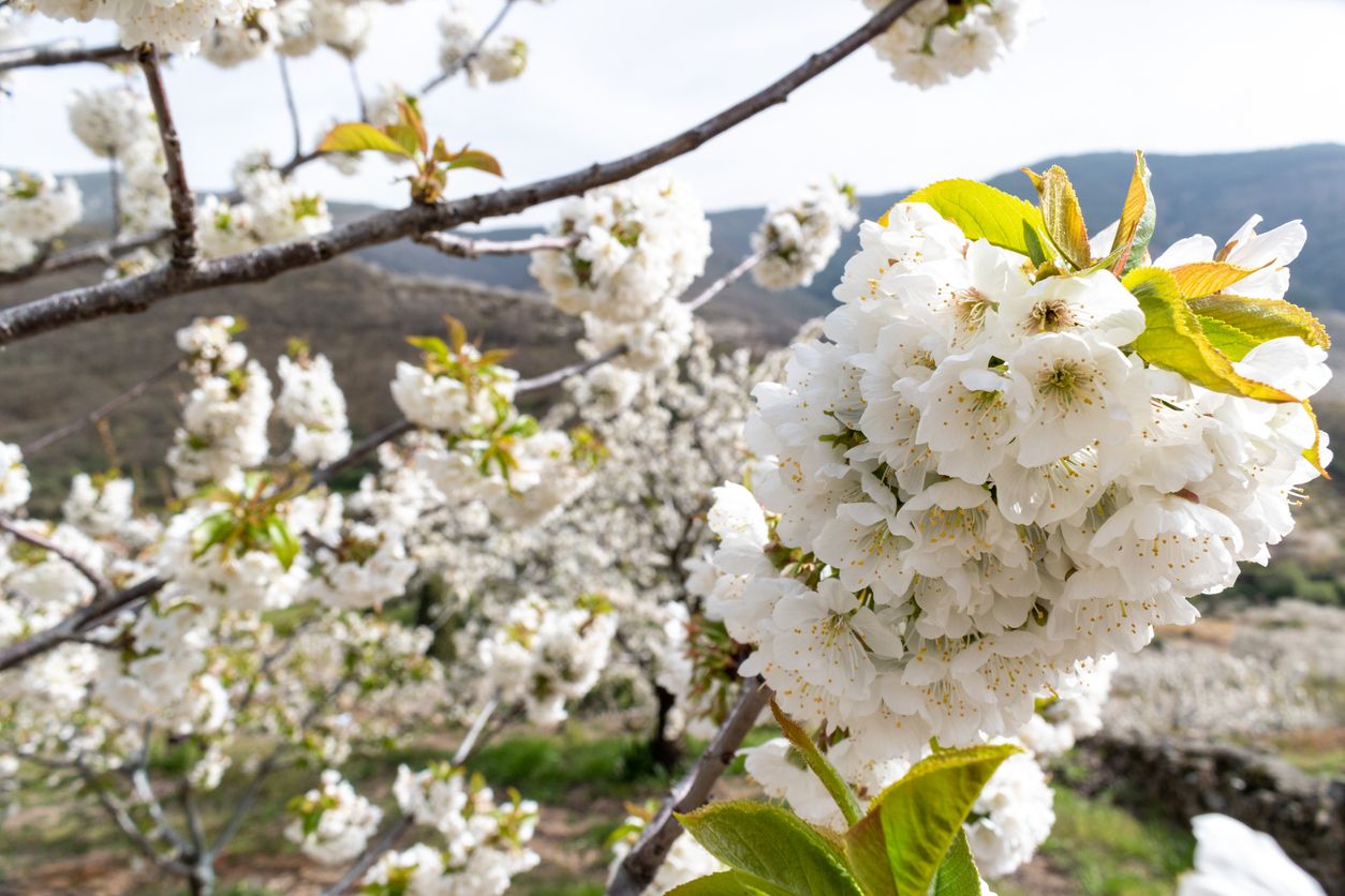 La belleza de lo efímero