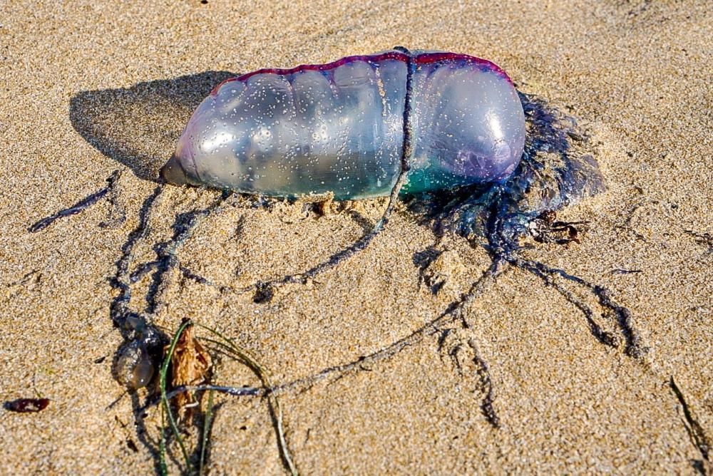 Es un animal marino propio del Atlántico.