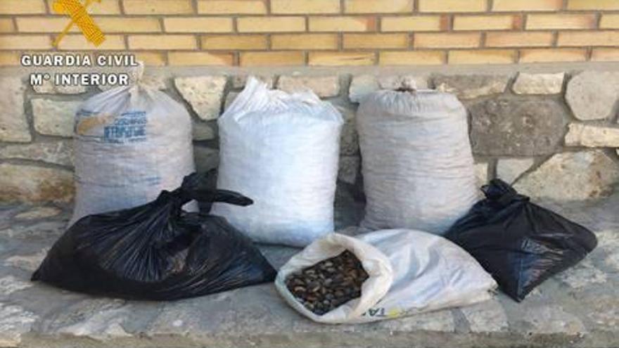 Un detenido por el hurto de 400 kilogramos de almendras en Belchite