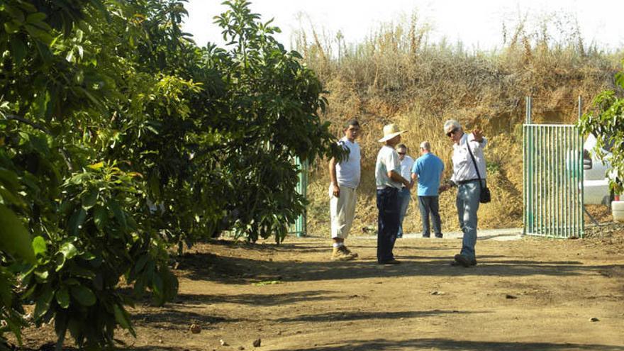 Los robos en los campos de la Axarquía no dejan de producirse.