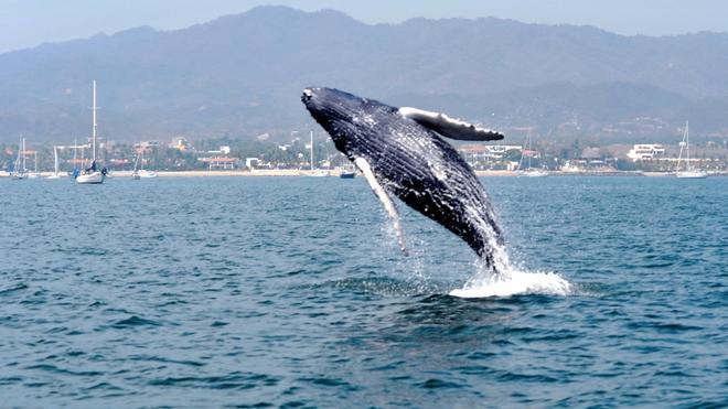 Avistamiento ballenas, Riviera Nayarit