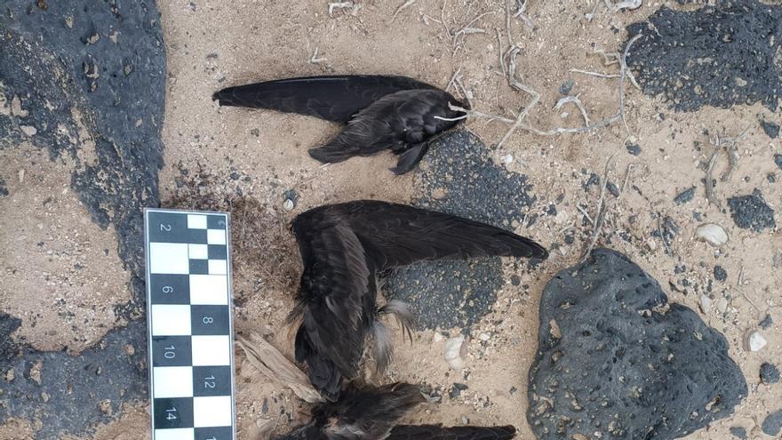 Gatos callejeros acaban con 17 ejemplares de Petrel de Bulwer en Lanzarote