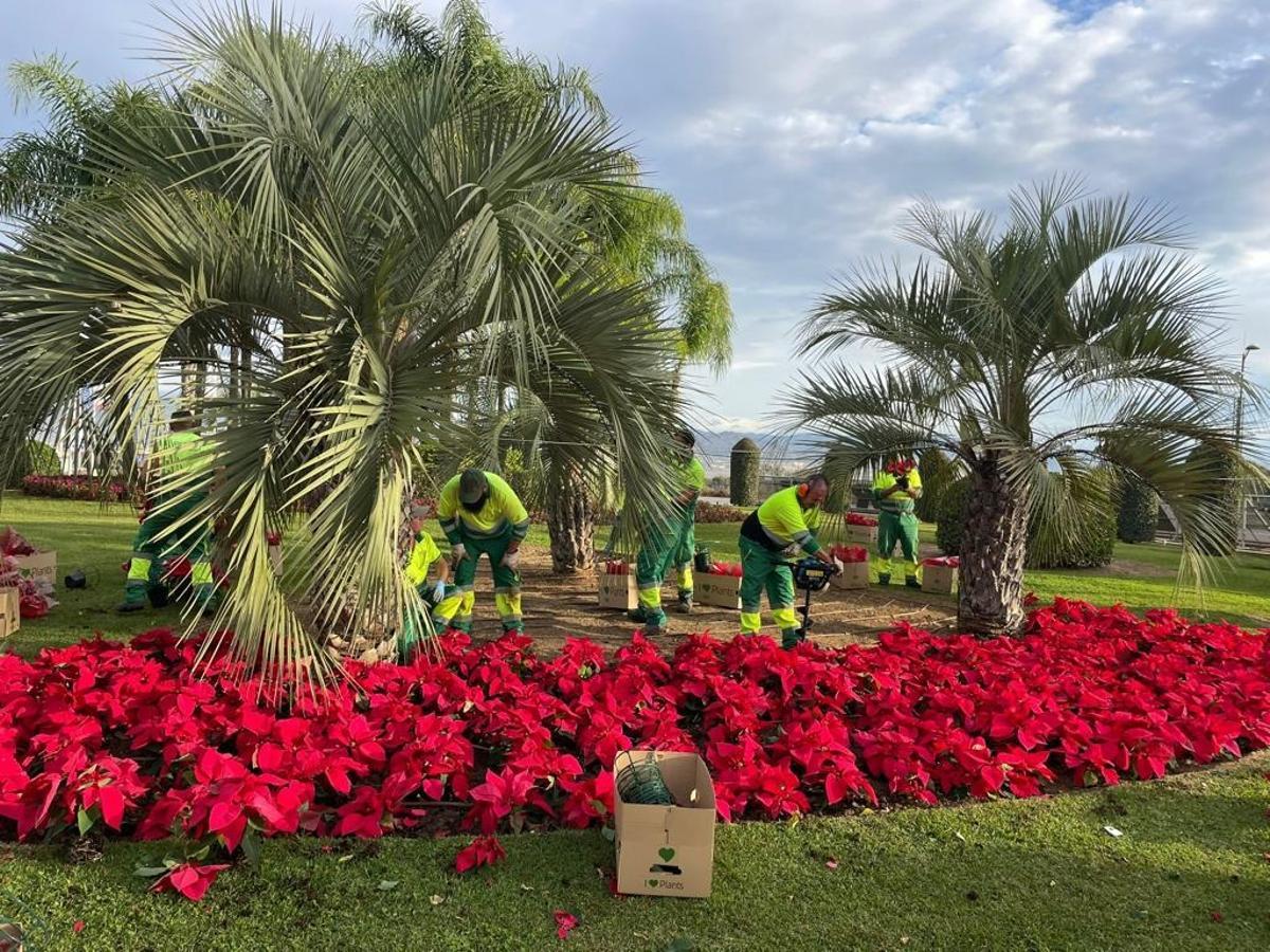 El Ayuntamiento de Alhaurín de la Torre está embelleciendo las rotondas con pascueros.