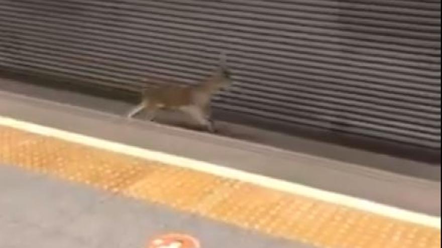 Un corzo cruza las vías del metro en València.