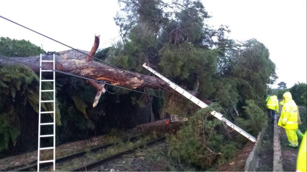 El árbol caído impedía la circulación del metro entre Meliana y Almàssera