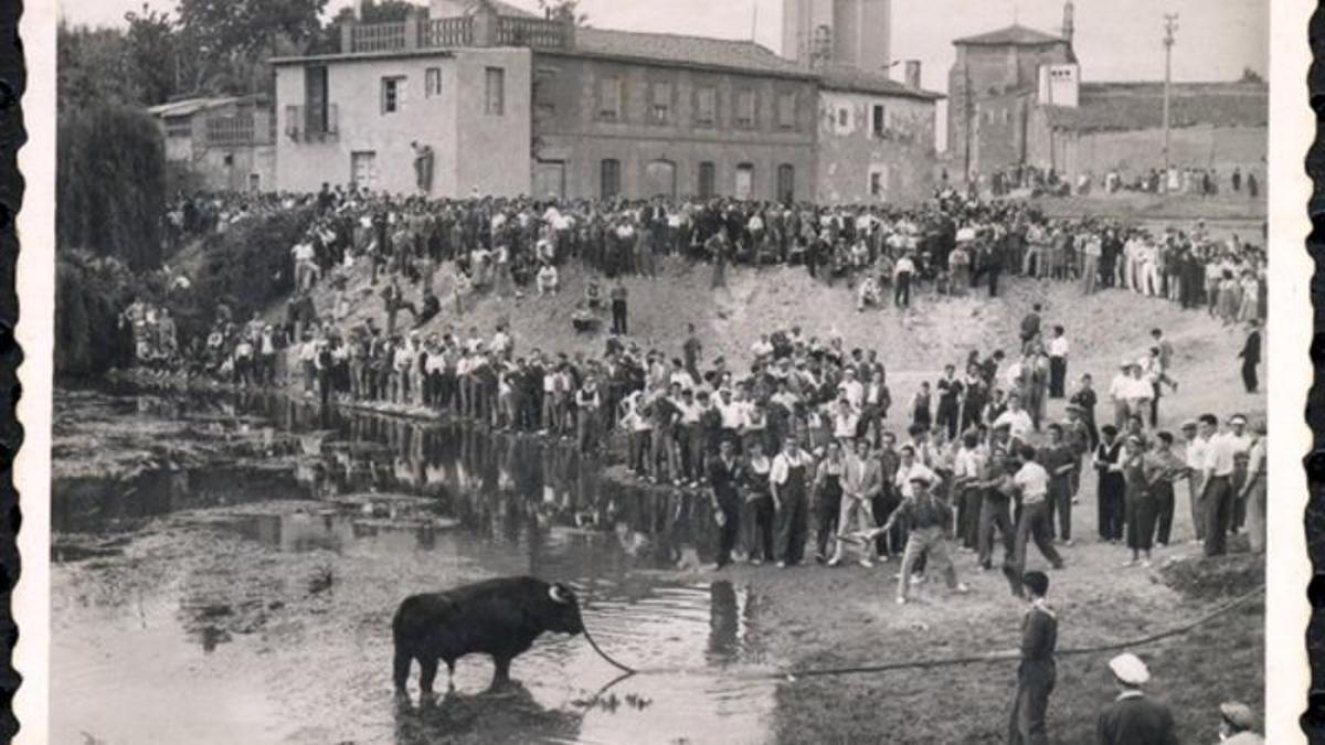 El toro refrescándose en el Caño de los Molinos en los años 50. Al fondo, el Convento de Santa Clara y el edificio del silo.