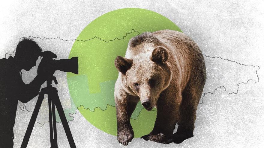 El boom turístico del oso en Asturias: más de 5.000 turistas en un mes para verlos en libertad