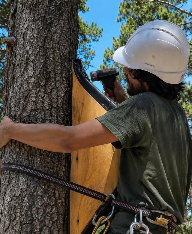Un tècnic instal·la una caixa refugi per a rat penats