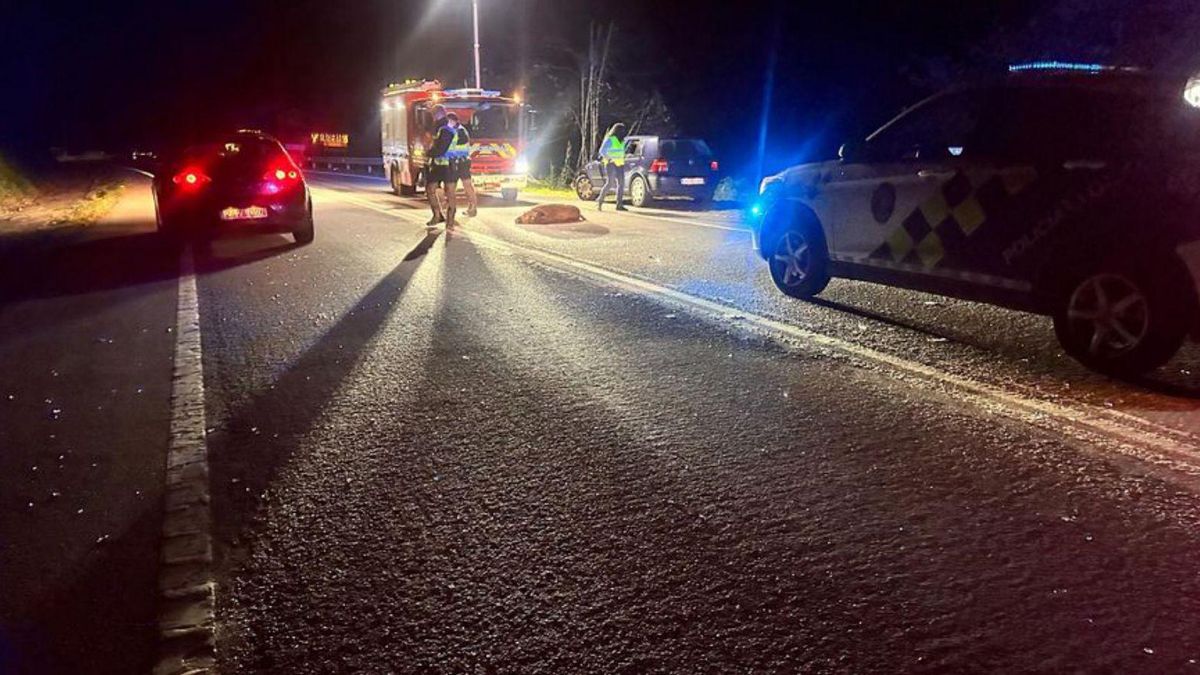 Accidente de tráfico con un jabalí en Cangas.
