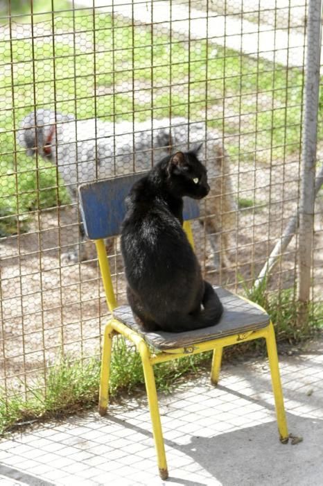 Seit über 30 Jahren betreibt Josefi na Vivancos in Pollença ein Hundeasyl. Zum Tierschutz kam die Mallorquinerin eher zufällig. Heute lebt sie mit 40 Hunden auf einer Finca und hat Hunderten von Vier