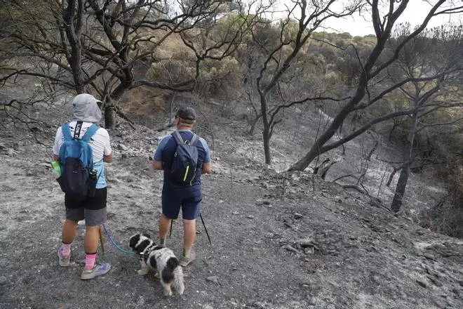 El paisaje en Cerro Muriano tras el paso de las llamas: los incendios forestales dejan imágenes desoladoras de las zonas arrasadas por el fuego