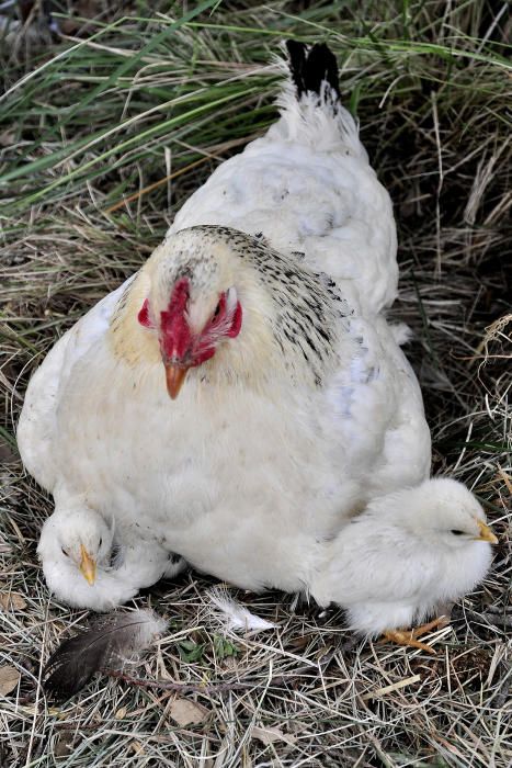 caponata Operada de las dos patas  Esta gallina apareció con sus dos patas partidas en pleno centro de Castelló. La encontró una chica que supo qué hacer, la ofreció de prácticas en la universidad de veterinaria,  la aceptaron, la operaron y después llegó a Arcadia.