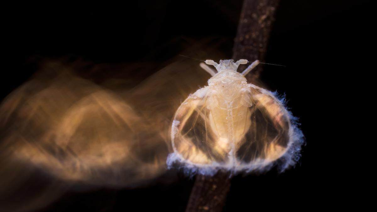 El insecto descubierto recientemente en cuevas valencianas