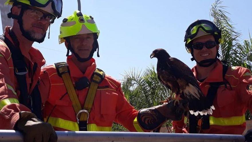 Rescatan a un halcón enganchado en la rama de un pino